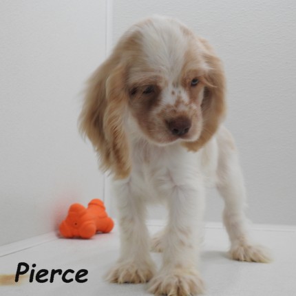 puppy, for, sale, Cocker Spaniel, Joe & Cherri  Overlease, dog, breeder, Miller, MO, dog-breeder, puppy-for-sale, forsale, nearby, find, puppyfind, locator, puppylocator, aca